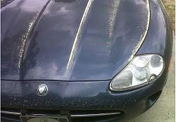 today's detail-pollen-season.jpg