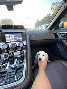Things you won't allow in your F Type...-hgfcxmk.jpg
