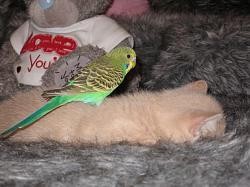 how to insert photos into body text of thread-catbird4.jpg