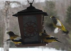 Birds, the flying kind-picture-049.jpg