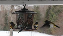 Birds, the flying kind-picture-076.jpg
