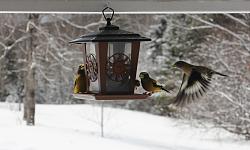 Birds, the flying kind-picture-172.jpg