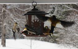 Birds, the flying kind-picture-195.jpg