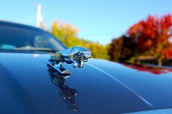 Lets see your Leapers-dsc_0050.jpg