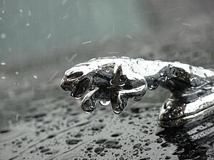 A cat in the rain...-aaotn.jpg