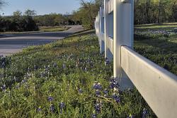 2013 Texas Wildflower Season-2013%252520bluebonnet%252520-%252520hdr%252520-%252520round%252520rock%25252002.jpg