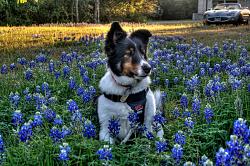 2013 Texas Wildflower Season-2013%252520bluebonnet%252520-%252520hdr%252520-%252520molly%25252006.jpg