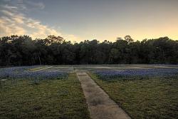 2013 Texas Wildflower Season-2013%252520bluebonnet%252520-%252520hdr%252520-%252520pickle%252520center%25252005.jpg