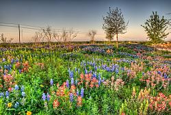 2013 Texas Wildflower Season-2013%252520bluebonnet%252520-%252520hdr%252520-%252520teravista%25252002.jpg