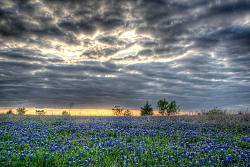 2013 Texas Wildflower Season-2013%252520bluebonnet%252520-%252520hdr%252520-%252520penelope%25252001.jpg