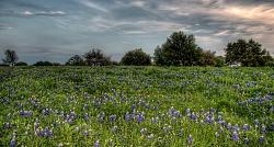 2013 Texas Wildflower Season-2013%252520bluebonnet%252520-%252520hdr%252520-%252520jc%252520penney%252520field%25252001.jpg