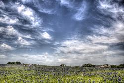2013 Texas Wildflower Season-2013%252520bluebonnet%252520-%252520hdr%252520-%252520ennis%252520sugar%252520ridge%252520road%25252002-1.jpg