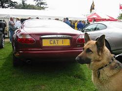 Jaguar License Plates-cat1.jpg