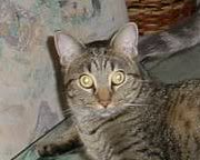 Name:  cat.jpg
Views: 277
Size:  6.7 KB