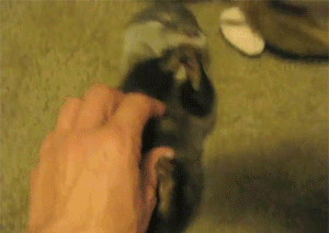 Name:  OXGN0.gif
Views: 46
Size:  2.69 MB