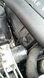 What are these?-imag0485_zps91d26b53.jpg
