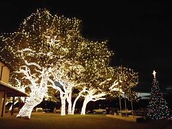 Holiday lights-pedernales-electric-co-op-hq-02.jpg