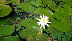 BCCC drive/picnic to Cypress Gardens 30May-img_20150530_110403.jpg