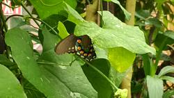 BCCC drive/picnic to Cypress Gardens 30May-img_20150530_125726.jpg