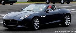 A Pride of Jaguars - Fair Lakes-img_0383.jpg