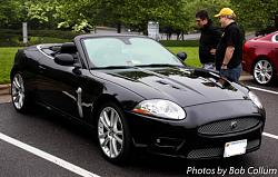 A Pride of Jaguars - Fair Lakes-img_0266.jpg
