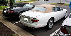A Pride of Jaguars - Fair Lakes-img_0290.jpg