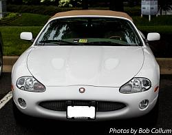 A Pride of Jaguars - Fair Lakes-img_0301.jpg