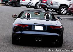 A Pride of Jaguars - Fair Lakes-img_0381.jpg