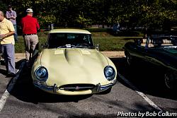 Northern VA - A Pride of Jaguars II, Fair Lakes-img_5548.jpg