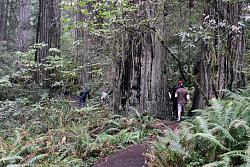 Redwoods Road Trip 2014-img_8631.jpg