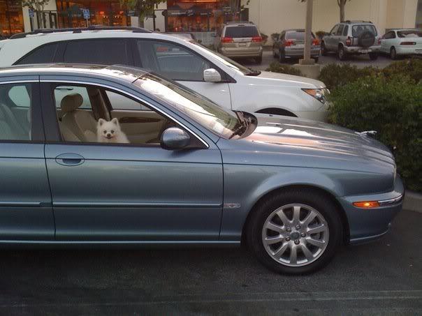 Name:  jag1.jpg
Views: 98
Size:  40.8 KB