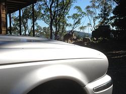 Jaguar vs deer-australian-leaper.jpg