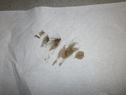 X-type leaking fluids (pics)-8707306608_e8c0e41afd_b.jpg