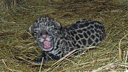Big Smile-baby-jag.jpg