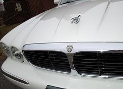 XJ8 black grille?-jag-bonnet.jpg