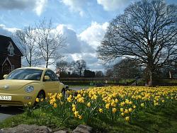 Fraser's XJ6 Sport-beetle-daffodils-1.jpg