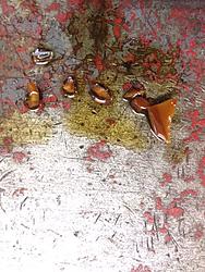 What i've found in the oil pan...-22.07.17-15-39-20.jpg
