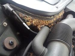 Animal trouble-img_20130703_102513.jpg
