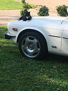 What tires (Brand, Model) are you using these days?-photo487.jpg