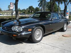 Show Off Your Cat!-jaguar-001.jpg