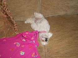 400 mph-sassy-dog-002.jpg