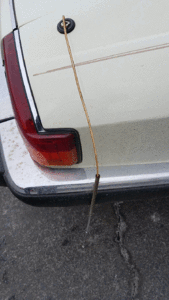 dead antenna-dead-antenna.gif