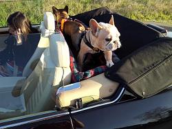 Dogs and cats, living together-sarc-4188-albums-posts-1216-picture-20130223-165655-1-17375.jpg