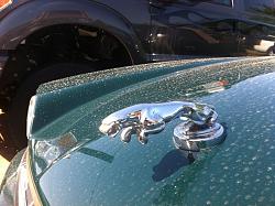 Selling XJS leaper-null_zps2bd36e3e.jpg