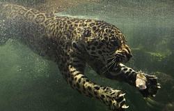 Washing the motor-jagswim.jpg