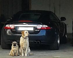 New Security for my cat-20150219_123016.jpg