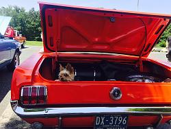Just for fun car horn-img_2753-2.jpg