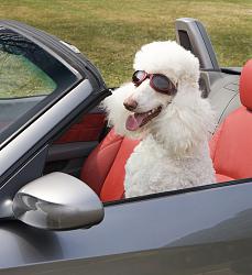 Does the slot serve any purpose-poodle-driving-convertible-car.jpg