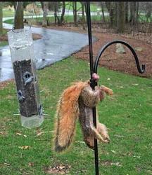 Lowering the transmission to fix AC Drain-squirrel-nuts.jpg