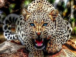 Jaguar Tattoo-cat1.jpg